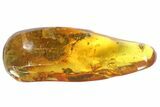 Four Detailed Fossil Flies (Diptera) In Baltic Amber #93985-1